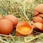 מה לעשות עם הביצים לאחר משלוח הקן?