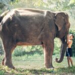 איזה פיל גדול יותר, הודי או אפריקאי?
